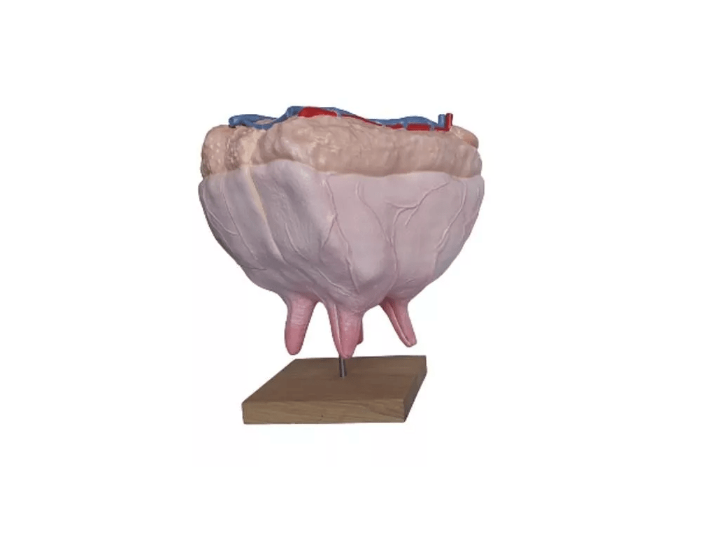 Euter der Kuh, natürliche Größe - Erler - Zimmer